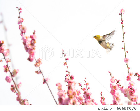 荒山梅林 梅とメジロ 66698076