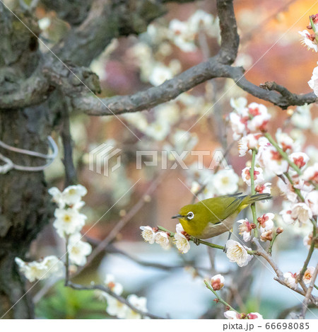 荒山梅林 梅とメジロ 荒山梅林 梅とメジロ 66698085