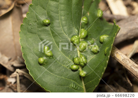 虫こぶ 虫こぶ 66698220