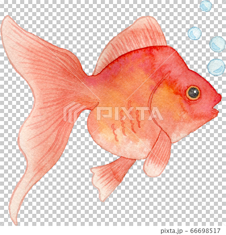 紅色金魚吹泡泡的水彩插圖 紅色金魚吹泡泡的水彩插圖 66698517