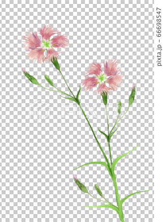 Kawarana Desiko水彩 Kawarana Desiko水彩 66698547