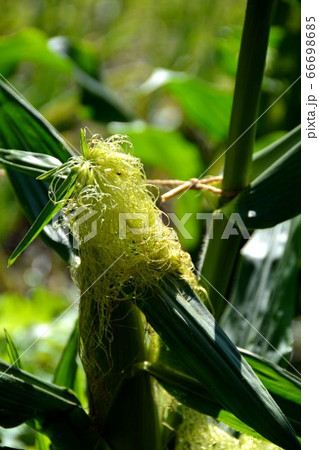 家庭菜園の夏野菜、風景 66698685