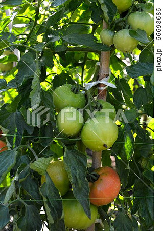 家庭菜園の夏野菜、風景 66698686