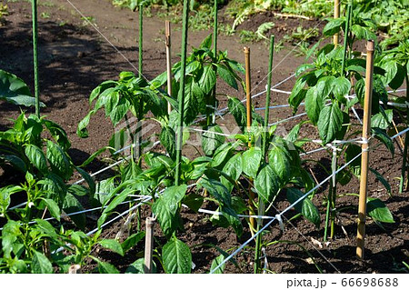 家庭菜園の夏野菜、風景 家庭菜園の夏野菜、風景 66698688