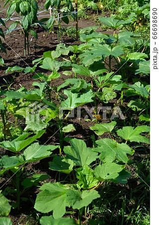 家庭菜園の夏野菜 風景の写真素材