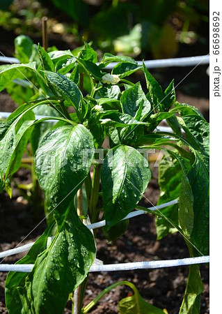 家庭菜園の夏野菜、風景 家庭菜園の夏野菜、風景 66698692