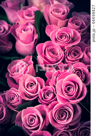 紫を含んだピンクの薔薇 ウィーブの写真素材