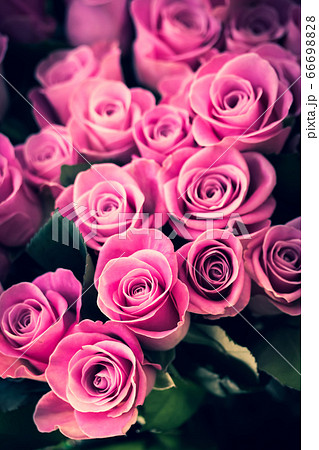 粉紅玫瑰編織 包括紫色 照片素材 圖片 6669 圖庫