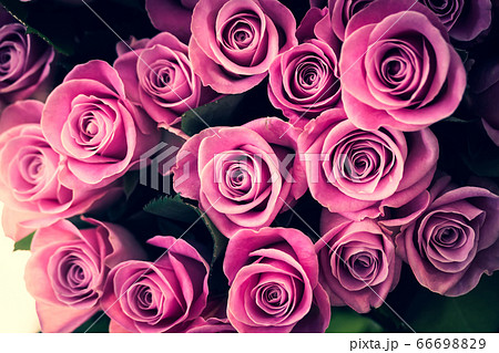 紫を含んだピンクの薔薇 ウィーブの写真素材 6669