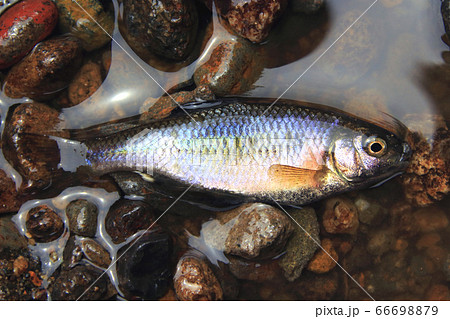 生きもの:魚類(Fish) 0