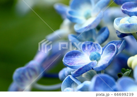 渦紫陽花 66699239