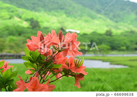 群馬県 赤城山覚満淵に咲くツツジの写真素材