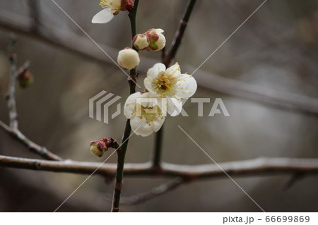 梅の花 梅の花 66699869
