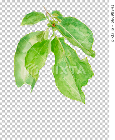 柿の花 柿の木 水彩素材 のイラスト素材