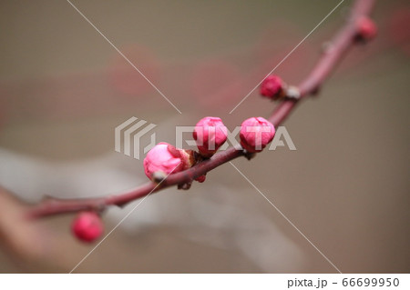 梅の花 梅の花 66699950