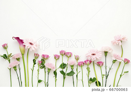 ピンクの花 背景素材の写真素材