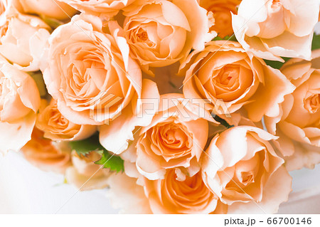 アプリコット色のバラ サラの写真素材