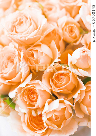 アプリコット色のバラ・サラ 66700148