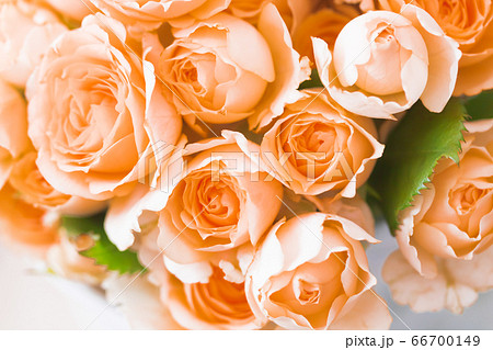 アプリコット色のバラ サラの写真素材