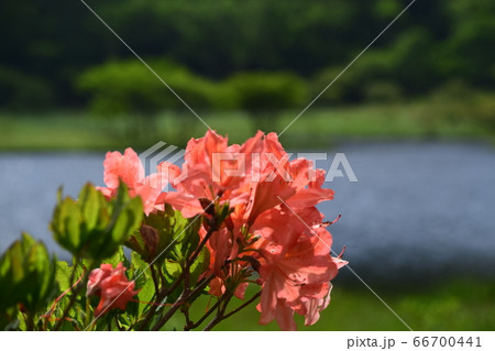 群馬県 赤城山覚満淵に咲くツツジの花の写真素材