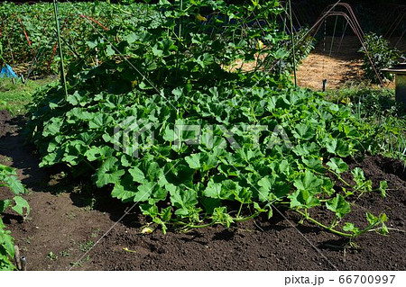 家庭菜園の夏野菜、風景 家庭菜園の夏野菜、風景 66700997