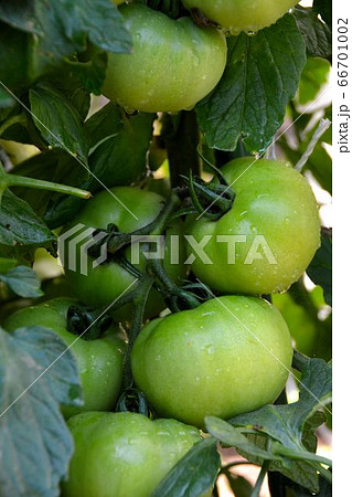 家庭菜園の夏野菜、風景 66701002