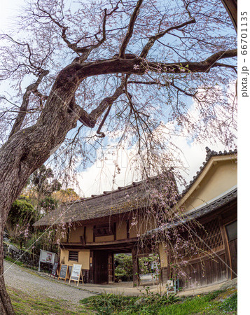 堀家住宅 賀名生皇居跡 しだれ桜 66701135