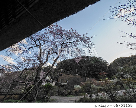 堀家住宅 賀名生皇居跡 しだれ桜 66701159