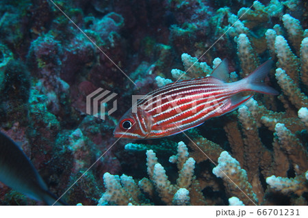 ニジエビス 沖縄の海の写真素材