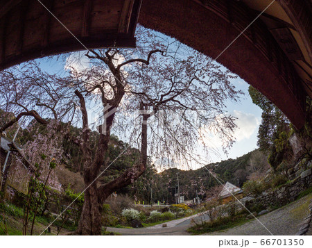 堀家住宅 賀名生皇居跡 しだれ桜 66701350