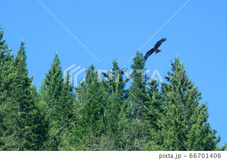 An predatory bird flies over the trees looking for An predatory bird flies over the trees looking for 66701406
