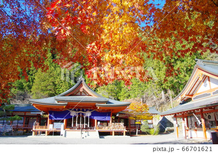 金櫻神社の紅葉（山梨県甲府市） 66701621