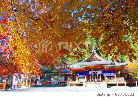 金櫻神社の紅葉（山梨県甲府市） 66701622