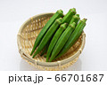 夏野菜おくら 66701687