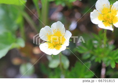 チングルマ 66701815