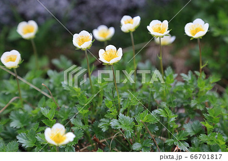 チングルマ 66701817