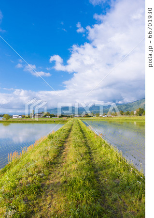 朝陽を浴びる畦道と轍と水田 シンメトリー の写真素材