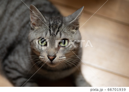 見つめるネコ サバトラ猫 見つめるネコ サバトラ猫 66701939
