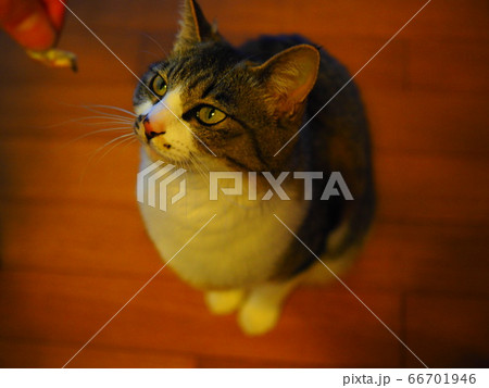 ねこ ねこ 66701946