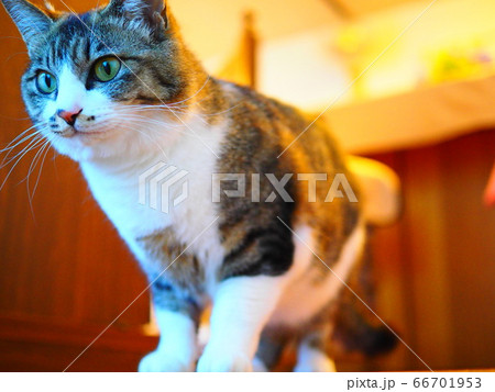 猫 66701953