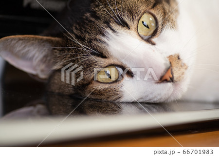 カメラ目線の猫ちゃん キジトラ猫 カメラ目線の猫ちゃん キジトラ猫 66701983