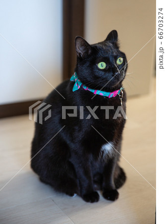 驚いて目を見開く黒猫2 66703274