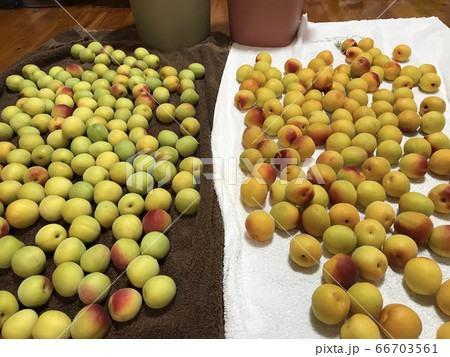 南高梅4L 南高梅4L 66703561