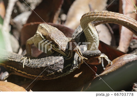 けんか中のトカゲ けんか中のトカゲ 66703778