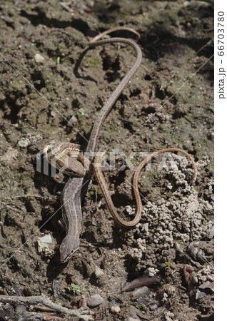 けんか中のトカゲ けんか中のトカゲ 66703780