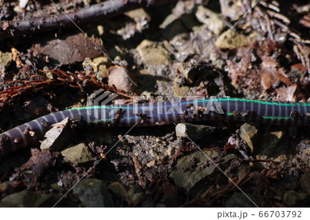 大きなシーボルトミミズ 大きなシーボルトミミズ 66703792