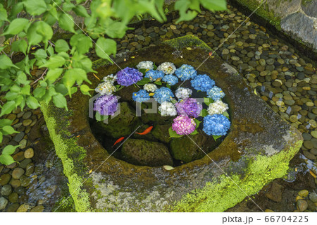 三嶋大社 湧水に浮かぶ紫陽花と泳ぐ金魚 三嶋大社 湧水に浮かぶ紫陽花と泳ぐ金魚 66704225