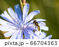 Beautiful striped fly on a chicory flower. 66704363
