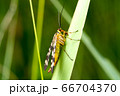 Beautiful Scorpion Fly (Panorpa communis) on a 66704370