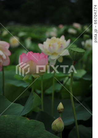 蓮の花 蓮の花 66704774